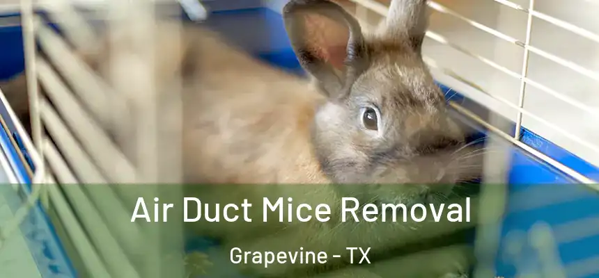  Air Duct Mice Removal Grapevine - TX